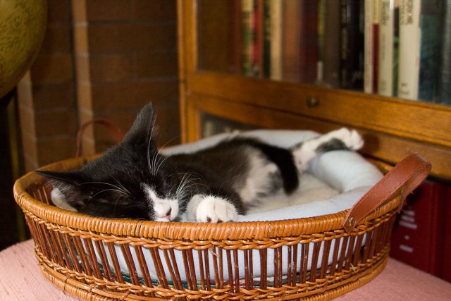 Misha_2008-07-11_IMG_0238